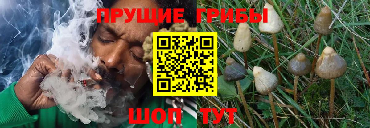 Псилоцибиновые грибы Psilocybine cubensis  Вход с VPN  Галлюциногенные грибы мицелий  Янаул 